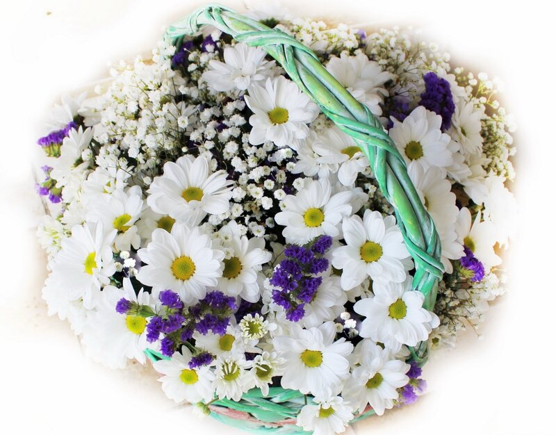 White Daisies in Basket — Serene