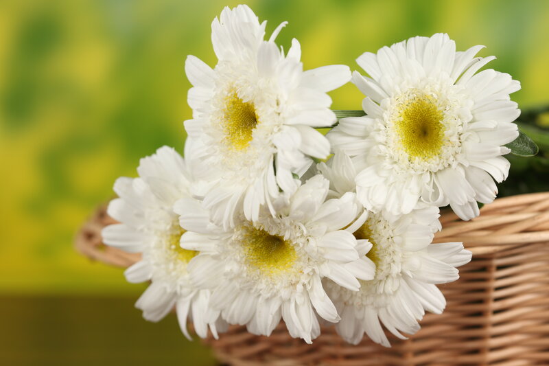 White Daisies in Basket