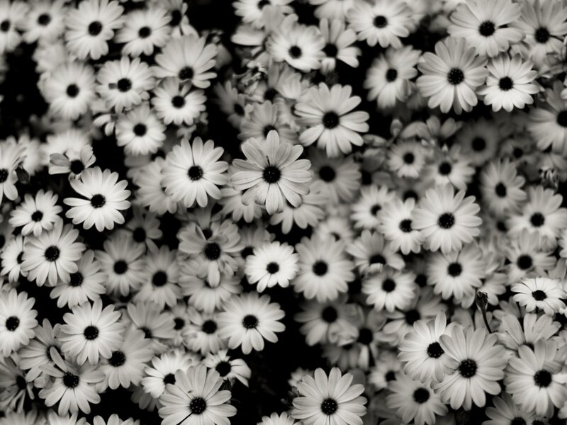 White Daisies in Black and White — Calm
