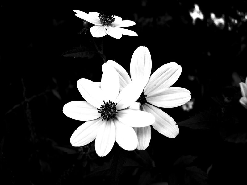 White Daisies in Black and White — Dramatic