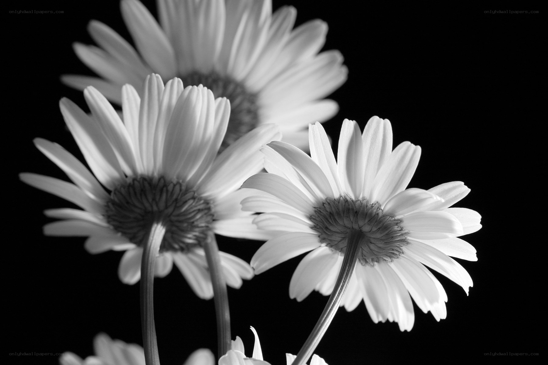 White daisies in black and white