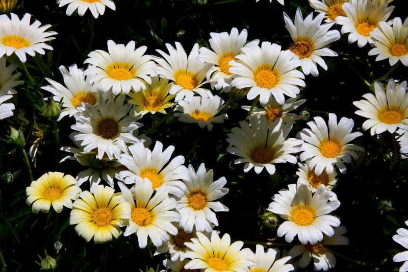 White Daisies in Bloom — Bright, Afternoon
