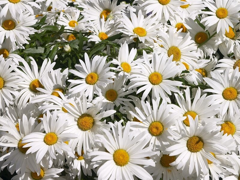 White Daisies in Bloom — Bright