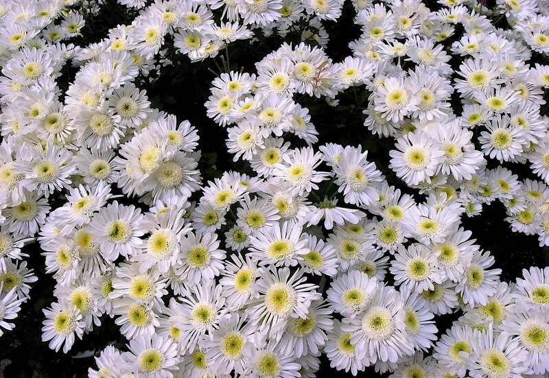 White Daisies in Bloom — Calm, Afternoon, Photograph, Flowers, Greenery
