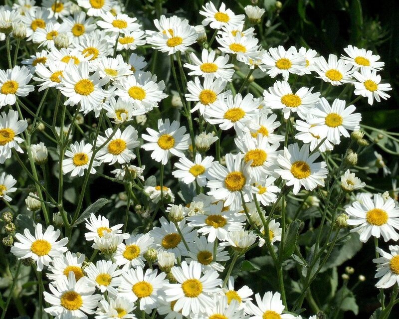 White Daisies in Bloom — Calm, Afternoon, Photograph, Flowers, Stems