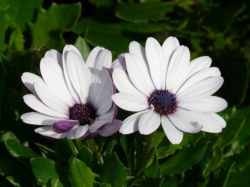 White Daisies in Bloom — Calm, Afternoon, Photograph, Flowers