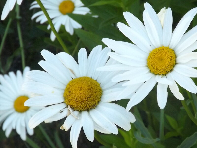 White Daisies in Bloom — Calm, Afternoon, Photograph, Green Leaves