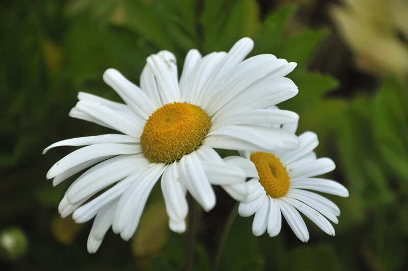 White Daisies in Bloom — Calm, Afternoon, Photograph