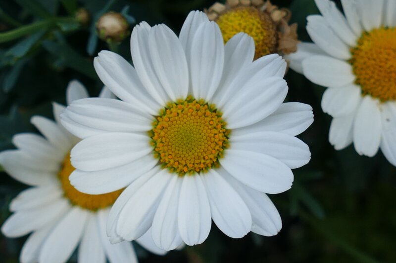 White Daisies in Bloom — Calm, Afternoon, Photograph, Yellow Centers, Green Leaves