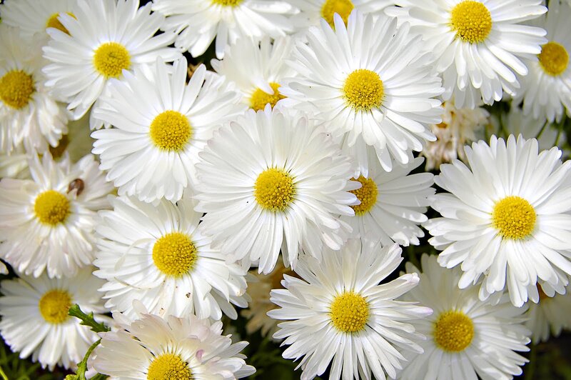 White Daisies in Bloom — Calm, Afternoon, Photograph, Yellow Centers, Green Stems