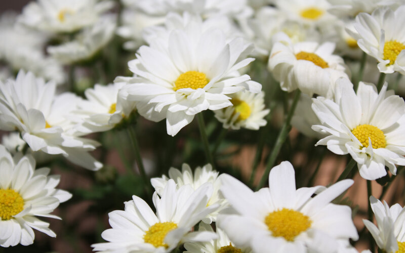 White Daisies in Bloom — Calm, Afternoon, Photograph, Yellow Centers