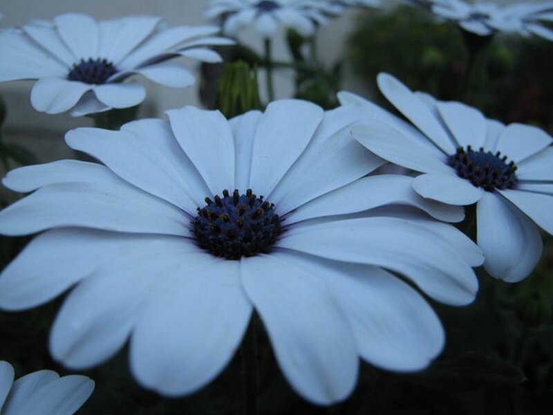 White Daisies in Bloom — Calm, Night