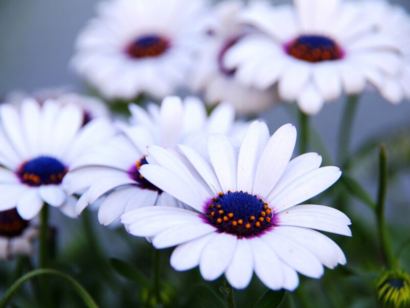 White Daisies in Bloom — Calm, Photograph, Flowers, Green Stems