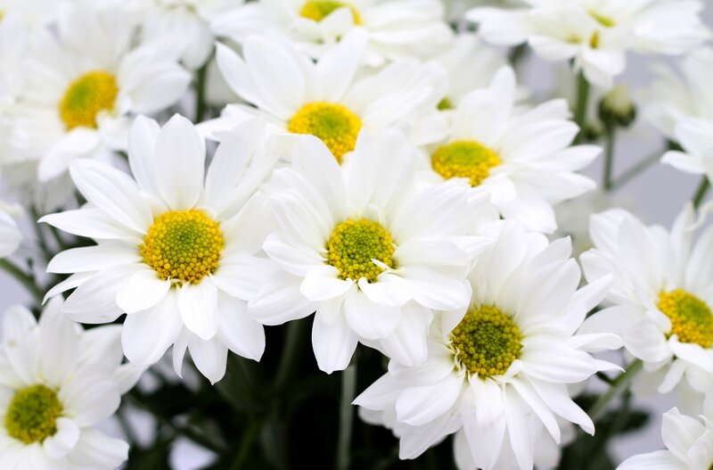 White Daisies in Bloom — Calm, Photograph, Flowers