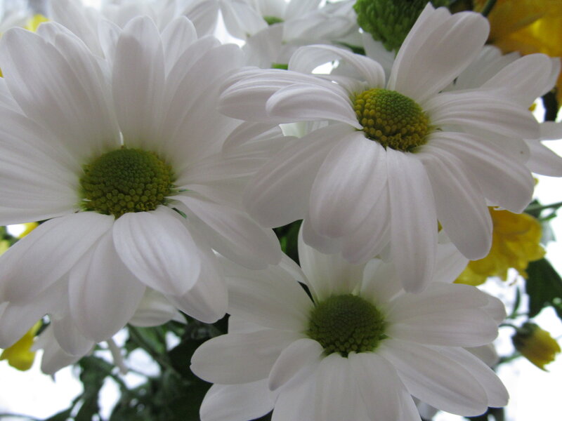 White Daisies in Bloom — Calm, Photograph, Green Centers