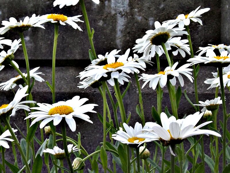 White Daisies in Bloom — Calm, Photograph, Green Stems