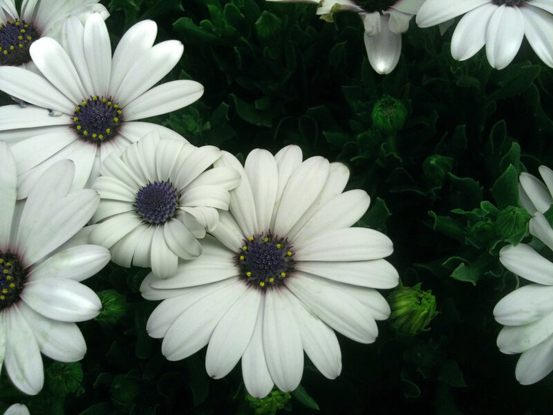 White Daisies in Bloom — Calm, Photograph