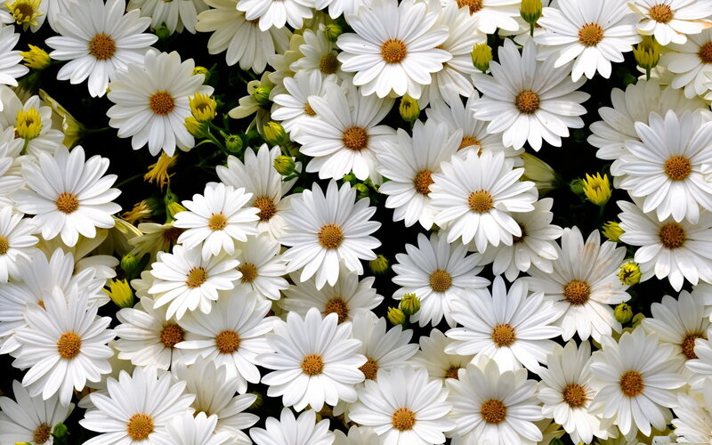 White Daisies in Bloom — Calm, Photograph, Yellow Buds