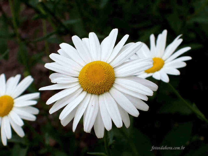 White Daisies in Bloom — Calm, Spring, Photograph, Flowers, Green Leaves