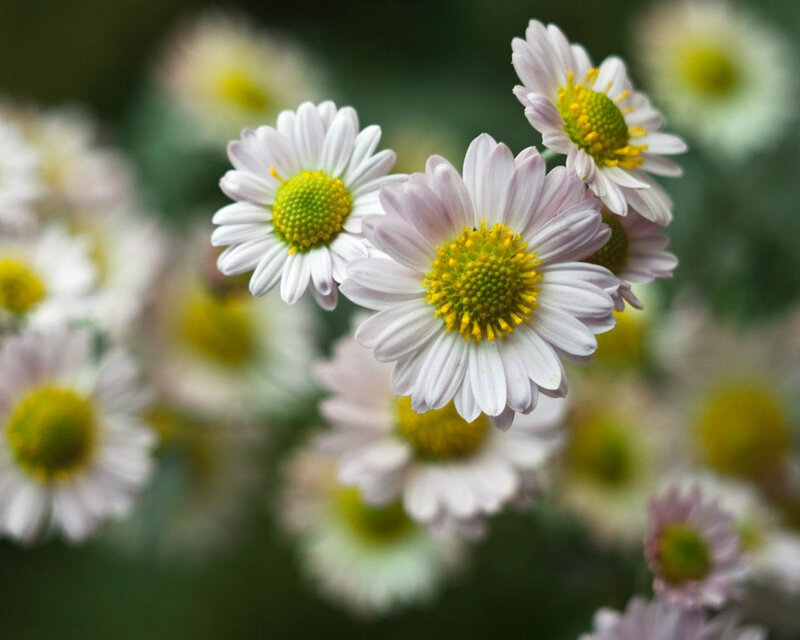 White Daisies in Bloom — Calm, Spring, Photograph, Flowers, Greenery