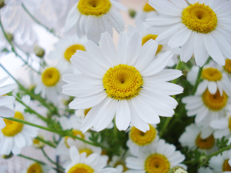 White Daisies in Bloom — Calm, Spring, Photograph, Flowers, Stems