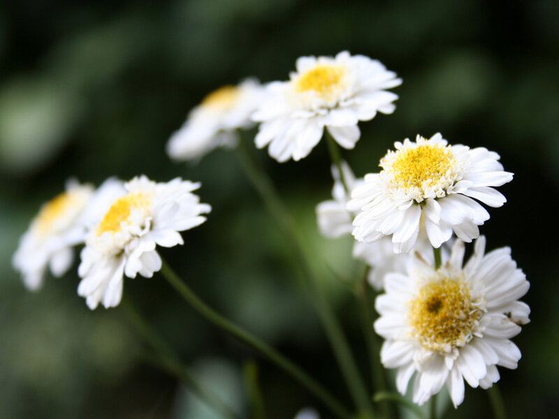 White Daisies in Bloom — Calm, Spring, Photograph, Flowers
