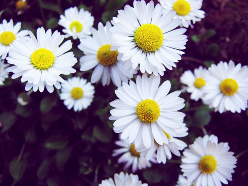 White Daisies in Bloom — Calm, Spring, Photograph, Green Leaves, Yellow Centers