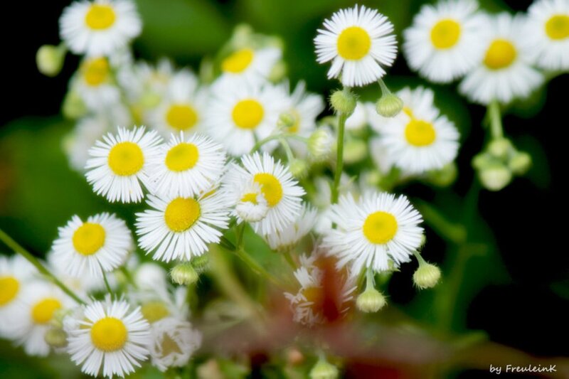 White Daisies in Bloom — Calm, Spring, Photograph, Green Stems, Buds