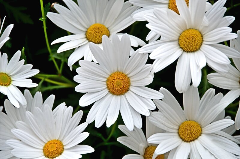 White Daisies in Bloom — Calm, Spring, Photograph, Green Stems