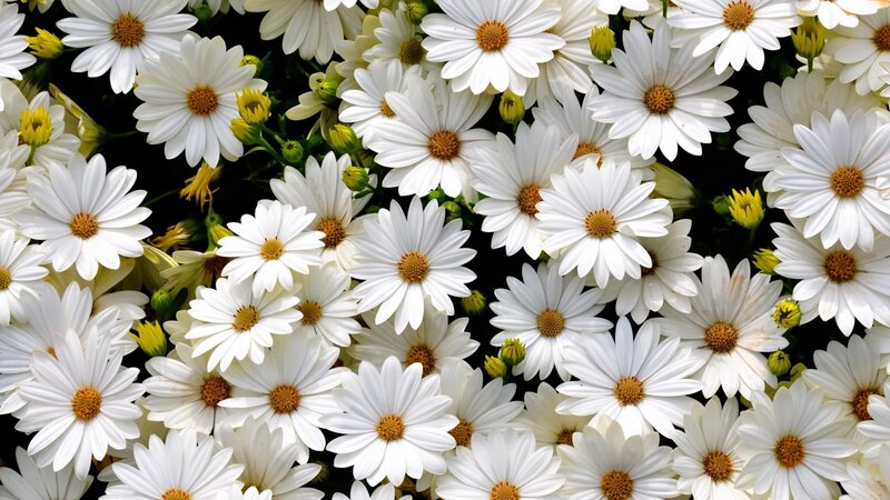 White Daisies in Bloom — Calm, Spring, Photograph, Yellow Buds