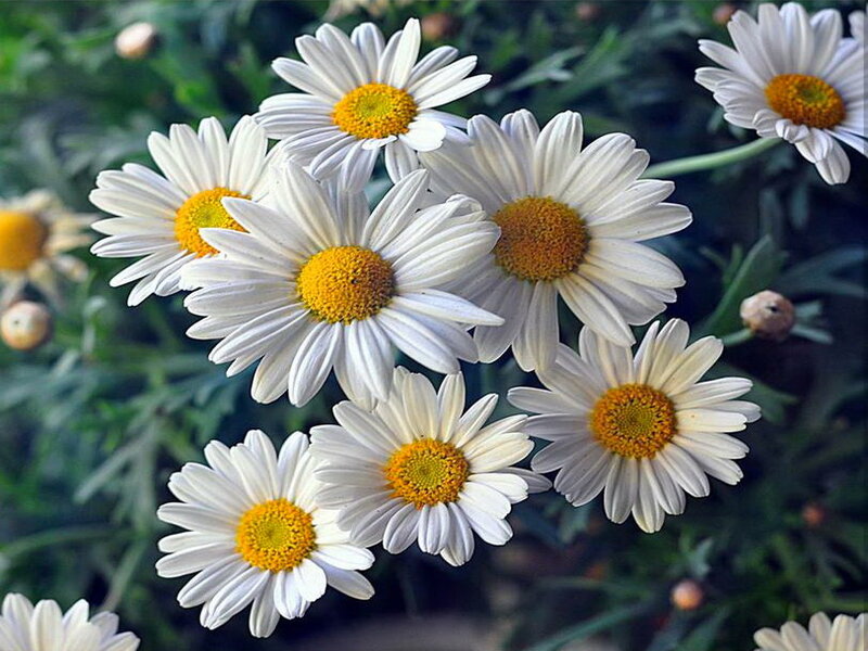 White Daisies in Bloom — Calm, Spring