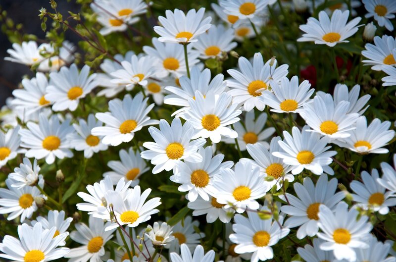 White Daisies in Bloom — Calm, Summer, Photograph