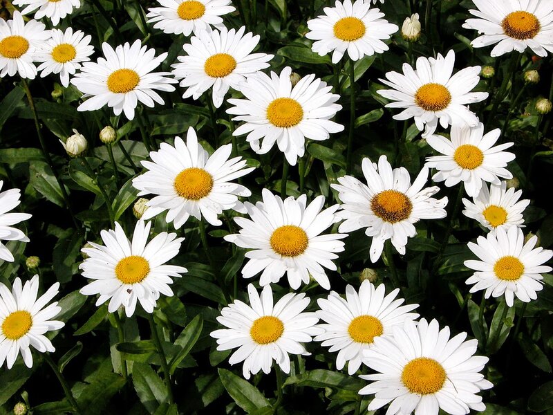 White Daisies in Bloom — Calm, Summer