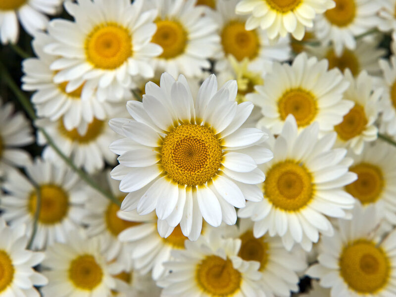 White Daisies in Bloom — Calm