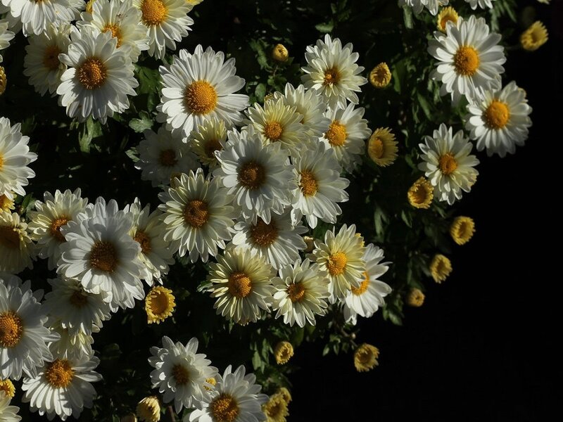 White Daisies in Bloom — Dramatic