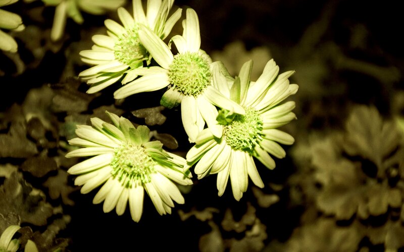 White Daisies in Bloom — Green