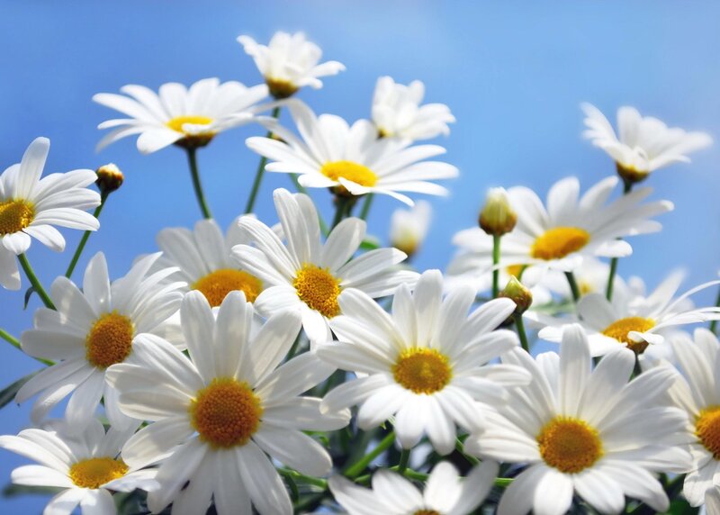 White Daisies in Bloom — Serene, Afternoon, Photograph, Flowers, Sky, Buds