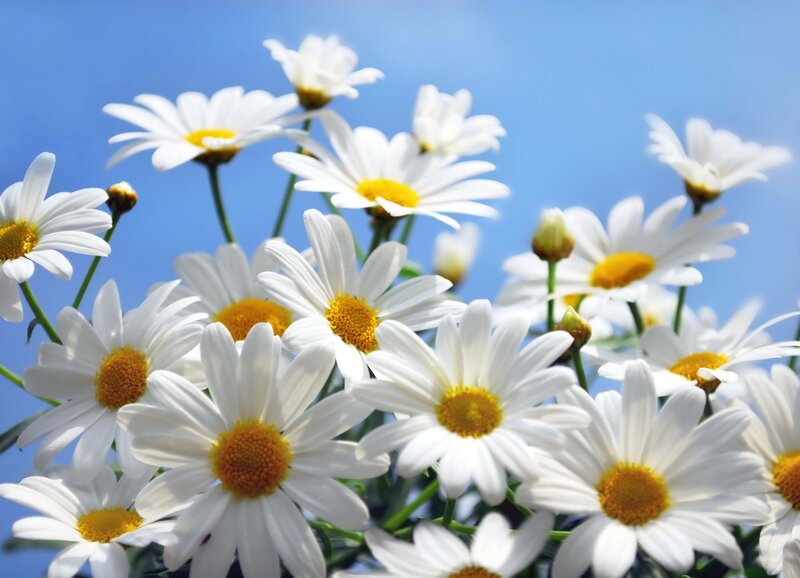 White Daisies in Bloom — Serene, Afternoon, Photograph, Flowers, Sky