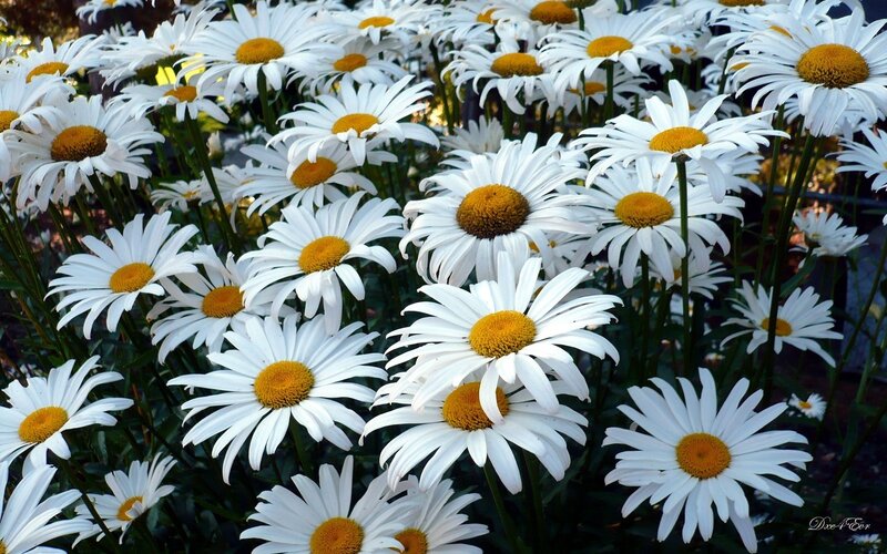White Daisies in Bloom — Serene, Afternoon, Photograph, Flowers, Stems