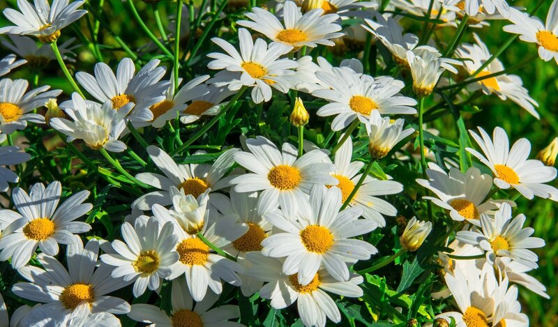 White Daisies in Bloom — Serene, Afternoon, Photograph, Green Leaves
