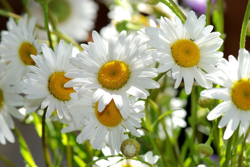 White Daisies in Bloom — Serene, Afternoon, Photograph, Green Stems