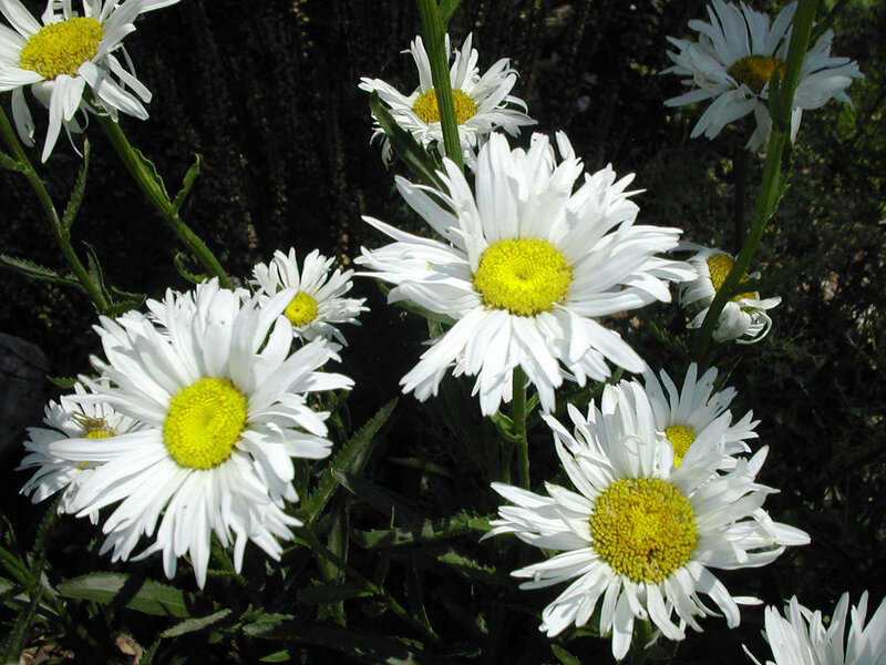 White Daisies in Bloom — Serene, Afternoon, Photograph