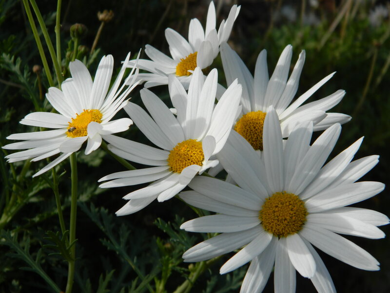 White Daisies in Bloom — Serene, Afternoon, Photograph, Yellow Centers