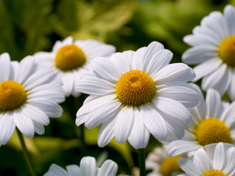 White Daisies in Bloom — Serene, Afternoon