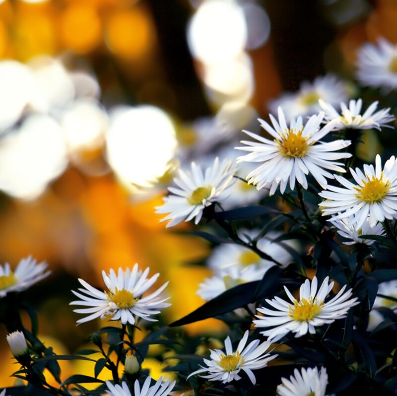 White Daisies in Bloom — Serene, Autumn