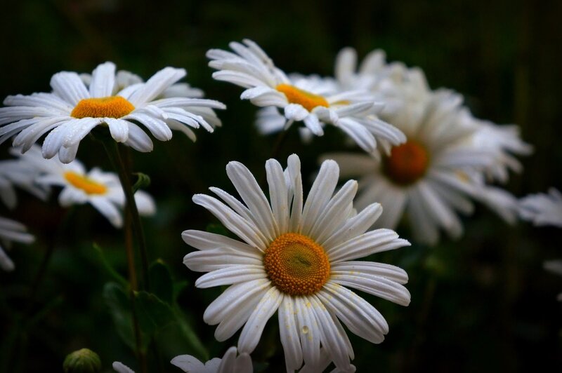 White Daisies in Bloom — Serene, Morning
