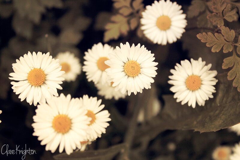 White Daisies in Bloom — Serene, Photograph, Leaves