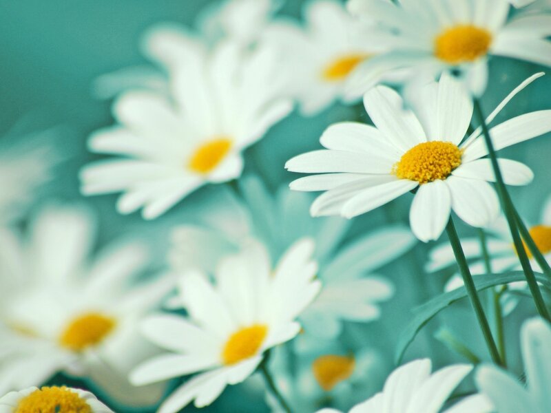 White Daisies in Bloom — Serene, Photograph