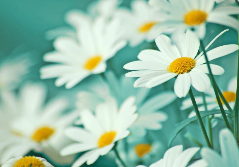 White Daisies in Bloom — Serene, Photograph, Yellow Centers