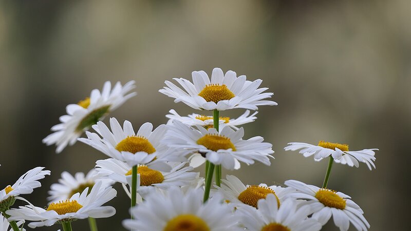 White Daisies in Bloom — Serene, Spring, Photograph, Flowers, Stems